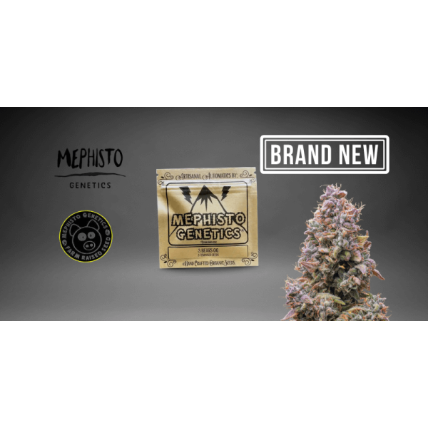 Top 5 Mephisto Genetics Strains für Einsteiger  - Top 5 Mephisto Genetics Strains für Einsteiger | Dampfwerk24