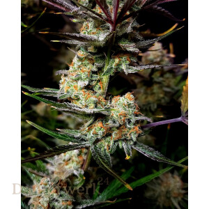 Fast Buds - Apple Strudle