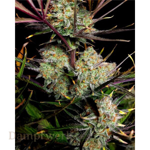 Fast Buds - Apple Strudle