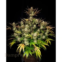 Fast Buds - Apple Strudle