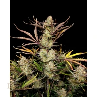Fast Buds - Apple Strudle