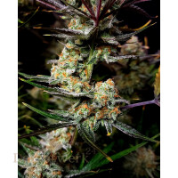 Fast Buds - Apple Strudle