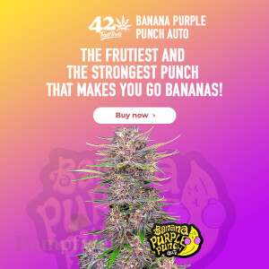 Fast Buds - Banana Purple Punch