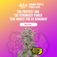 Fast Buds - Banana Purple Punch