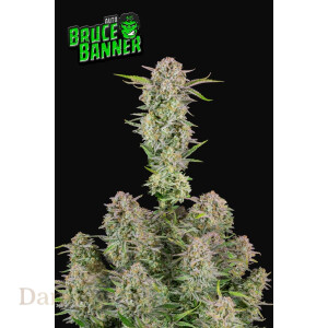 Fast Buds - Bruce Banner