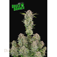 Fast Buds - Bruce Banner