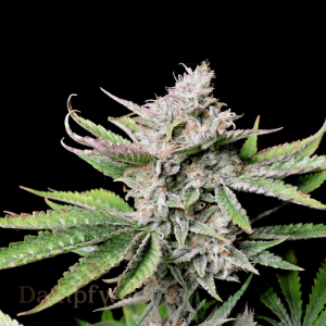 Fast Buds - Cherry Cola