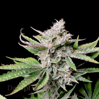 Fast Buds - Cherry Cola