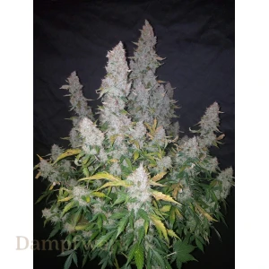 Fast Buds - Stardawg