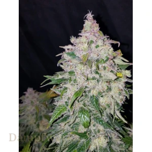 Fast Buds - Stardawg