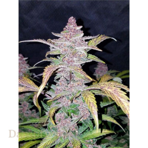 Fast Buds - Stardawg