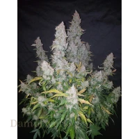 Fast Buds - Stardawg