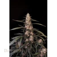 Fast Buds - Amnesia Zkittlez