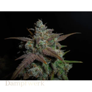 Fast Buds - Lemon AK