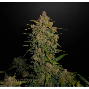 Fast Buds - Lemon AK