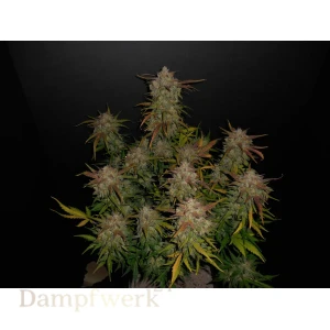 Fast Buds - Lemon AK