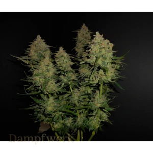 Fast Buds - Lemon AK