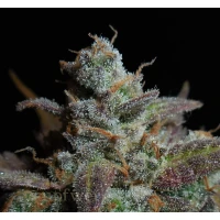 Fast Buds - Lemon AK