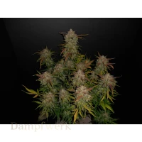 Fast Buds - Lemon AK