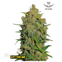Fast Buds - Lemon AK