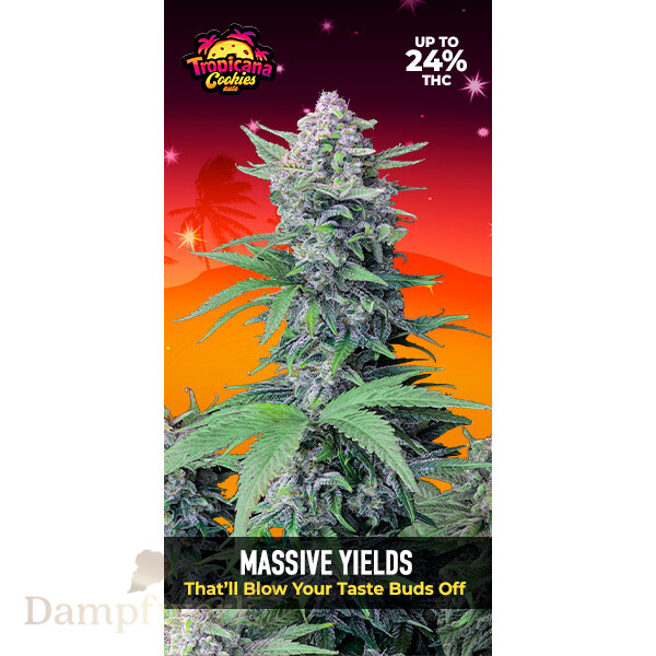 Fast Buds - Tropicana Cookies