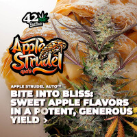 Fast Buds - Apple Strudle 3 Seeds
