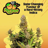 Fast Buds - Apricot 1 Seed