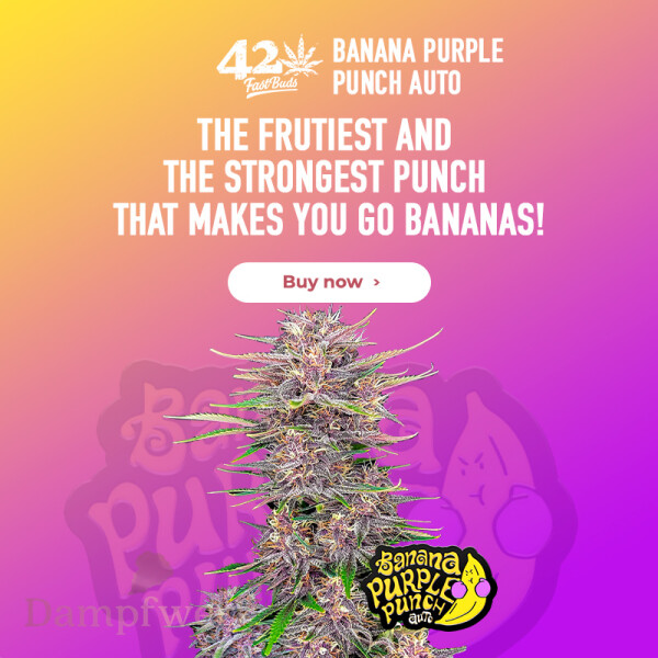 Fast Buds - Banana Purple Punch 3 Seeds