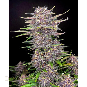 Fast Buds - Banana Purple Punch 3 Seeds