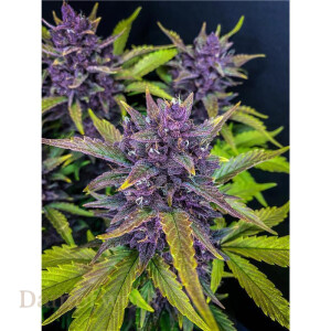Fast Buds - Blackberry 5 Seeds