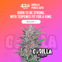 Fast Buds - Gorilla Punch 5 Seeds