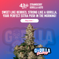Fast Buds - Strawberry Gorilla 3 Seeds