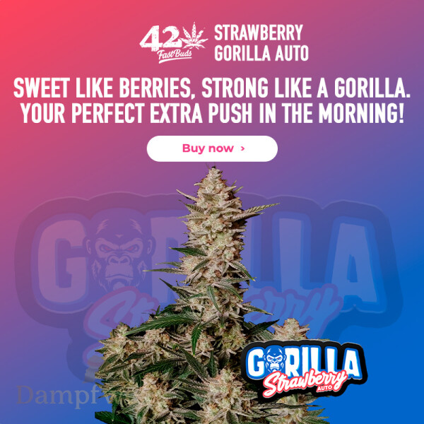 Fast Buds - Strawberry Gorilla 5 Seeds
