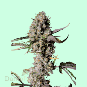 Fast Buds - Gorilla Zkittlez 2 Seeds