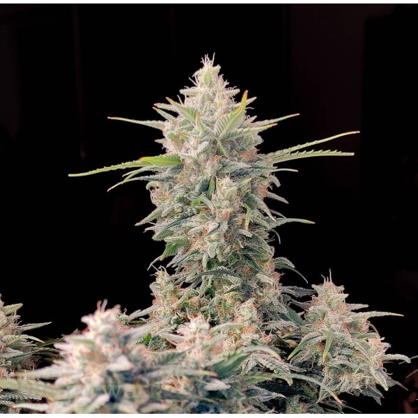 Fast Buds - Skunk Original 5 Seeds
