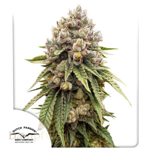 Dutch Passion Ice Cream Haze - 3 Samen