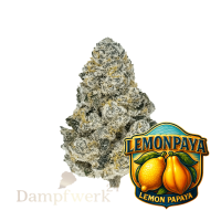 Fast Buds - Lemonpaya FEM 2 Seeds
