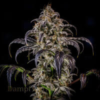 Mephisto - Rerserva Line  - Double Grape 3 Pack
