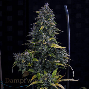 Mephisto - Original Line  - S.O.D.K 3 Pack