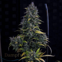 Mephisto - Original Line  - S.O.D.K 3 Pack