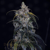 Mephisto - Artisinal Line  - 3 Bears OG 3 Pack