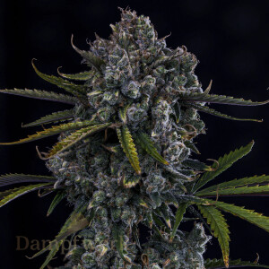 Mephisto - Artisinal Line  - Hubbabubbahaze 3 Pack