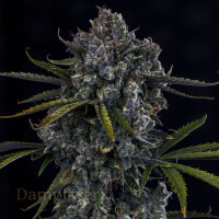 Mephisto - Artisinal Line  - Hubbabubbahaze 3 Pack