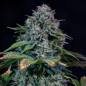 Mephisto - Artisinal Line  - Creme De La Chem 3 Pack